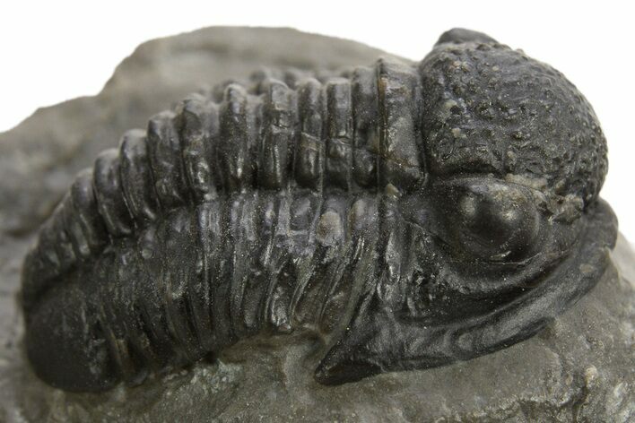 Detailed Proetid (Gerastos) Trilobite Fossil - Morocco #325840
